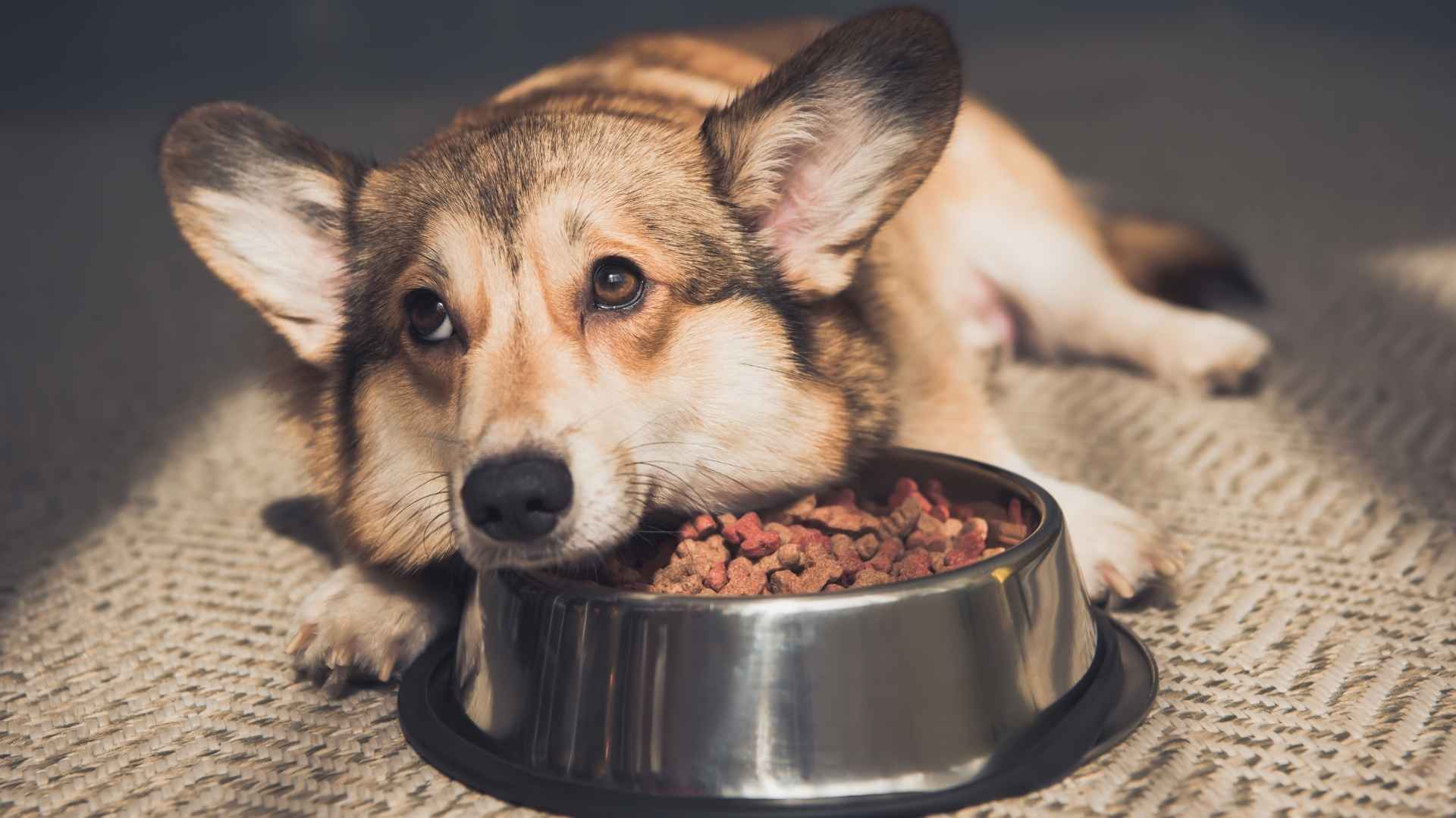 alimentación recuperación perro en casa